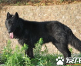 比利时黑色牧羊犬,忠诚警觉的牧羊犬传奇