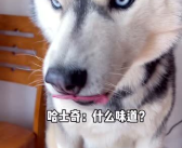 娱乐吃瓜酱哈士奇,从“雪橇三傻”到逗趣宠物的逆袭之路