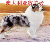 匈牙利牧羊犬,独特外貌与忠诚守护者的完美结合”