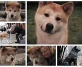 娱乐吃瓜酱怕狗大哥,揭秘“怕狗大哥”背后的故事