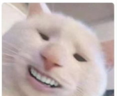 吃瓜网修修猫,吃瓜网上的治愈萌宠传奇