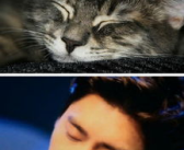 娱乐圈猫猫吃瓜小说,猫猫吃瓜，揭秘明星背后的秘密