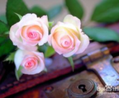玫瑰花怎么保存,延长美丽时光的秘诀