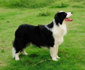 娱乐吃瓜酱牧羊犬,揭秘牧羊犬背后的故事